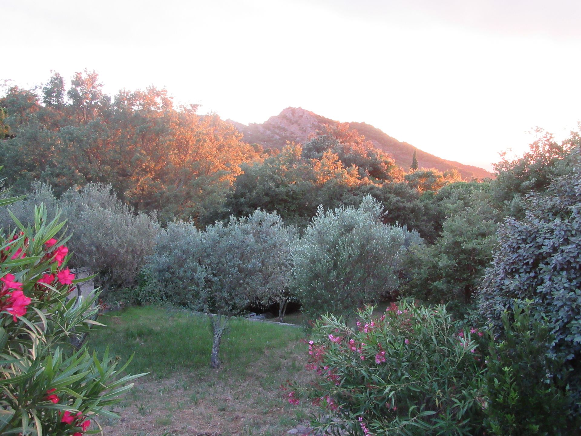 The olive grove at dusk